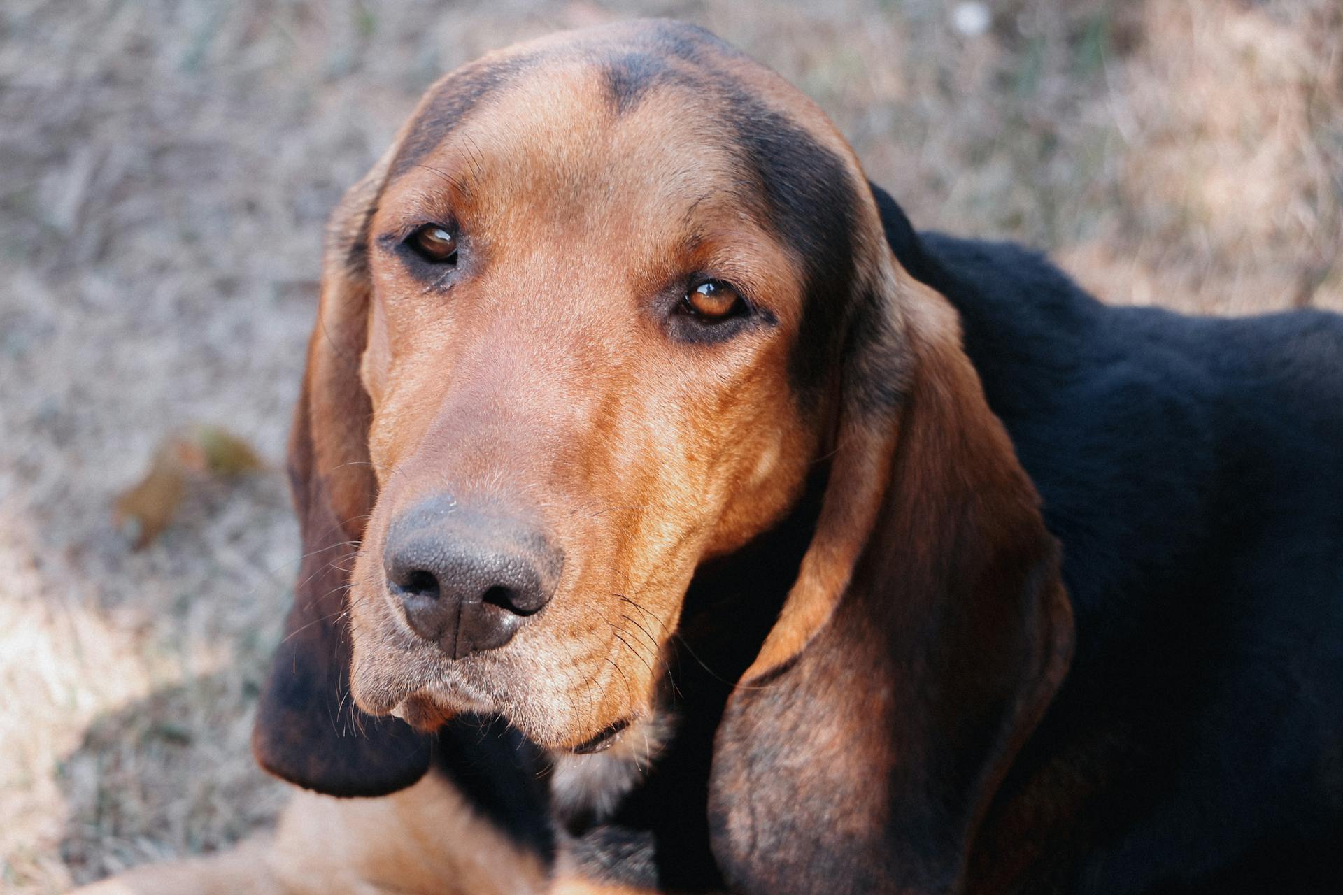 A close-up portrait of a relaxed Black and Tan Coonhound dog outdoors.