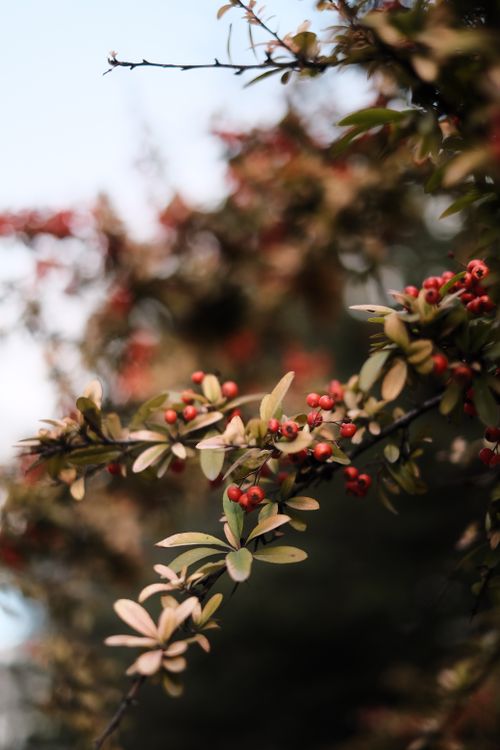 Free Vibrant red berries on a branch, captured in the soft sunlight of autumn. Stock Photo