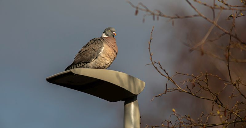 Pigeon ramier : Tout savoir sur cet oiseau