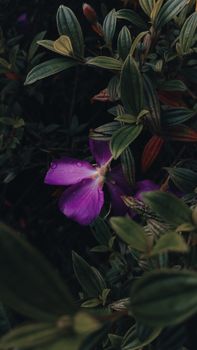 Close-up of a vivid purple flower with droplets, surrounded by dark green leaves, creating a serene nature scene.