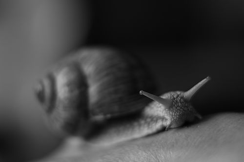 Free Artistic black and white photo of a snail with shell detail, showcasing nature's textures. Stock Photo