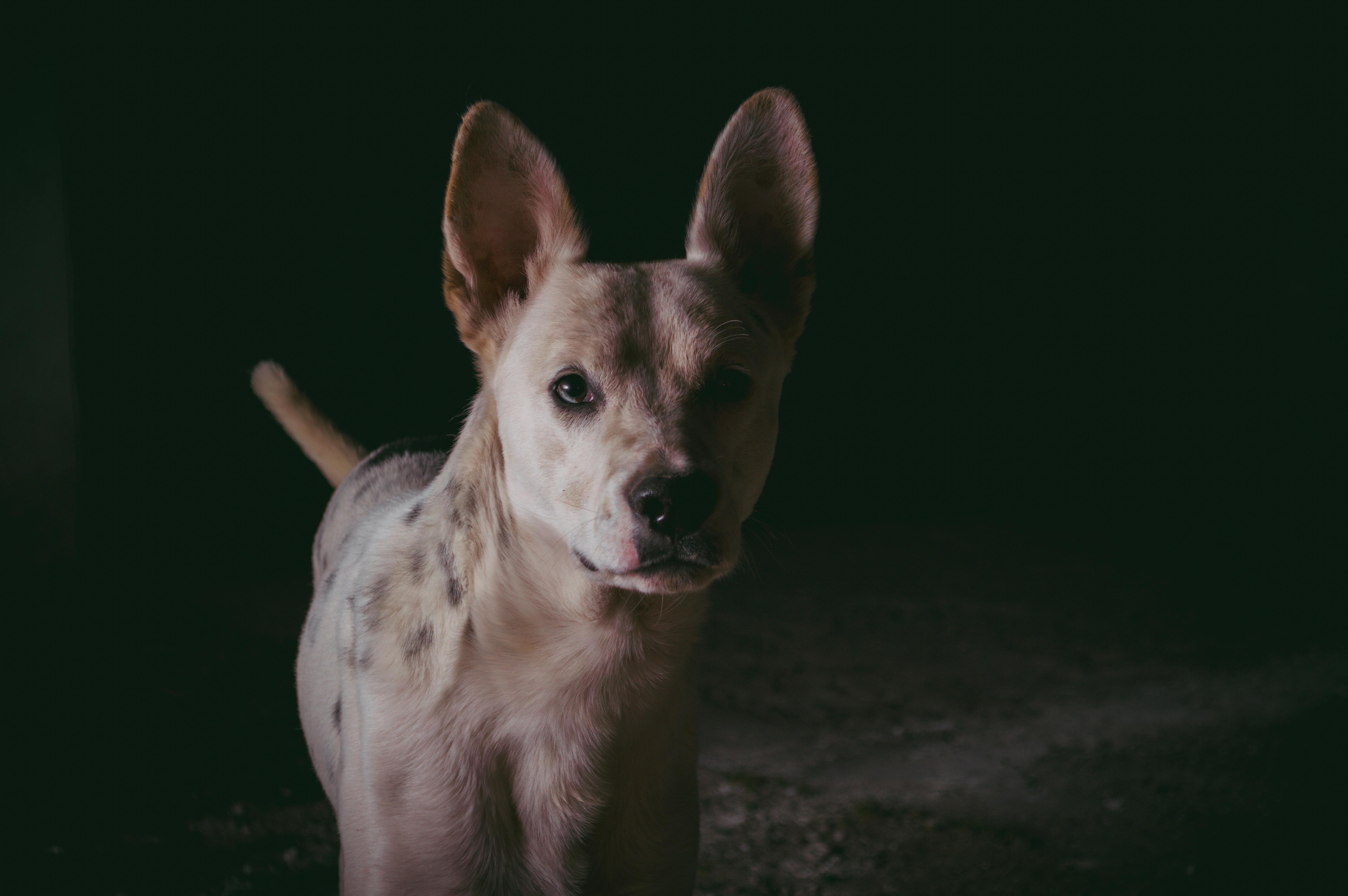 portrait of a unique dog with one eye