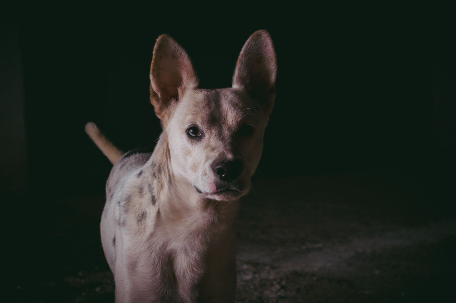 Portrait of a dog at a veterinary clinic