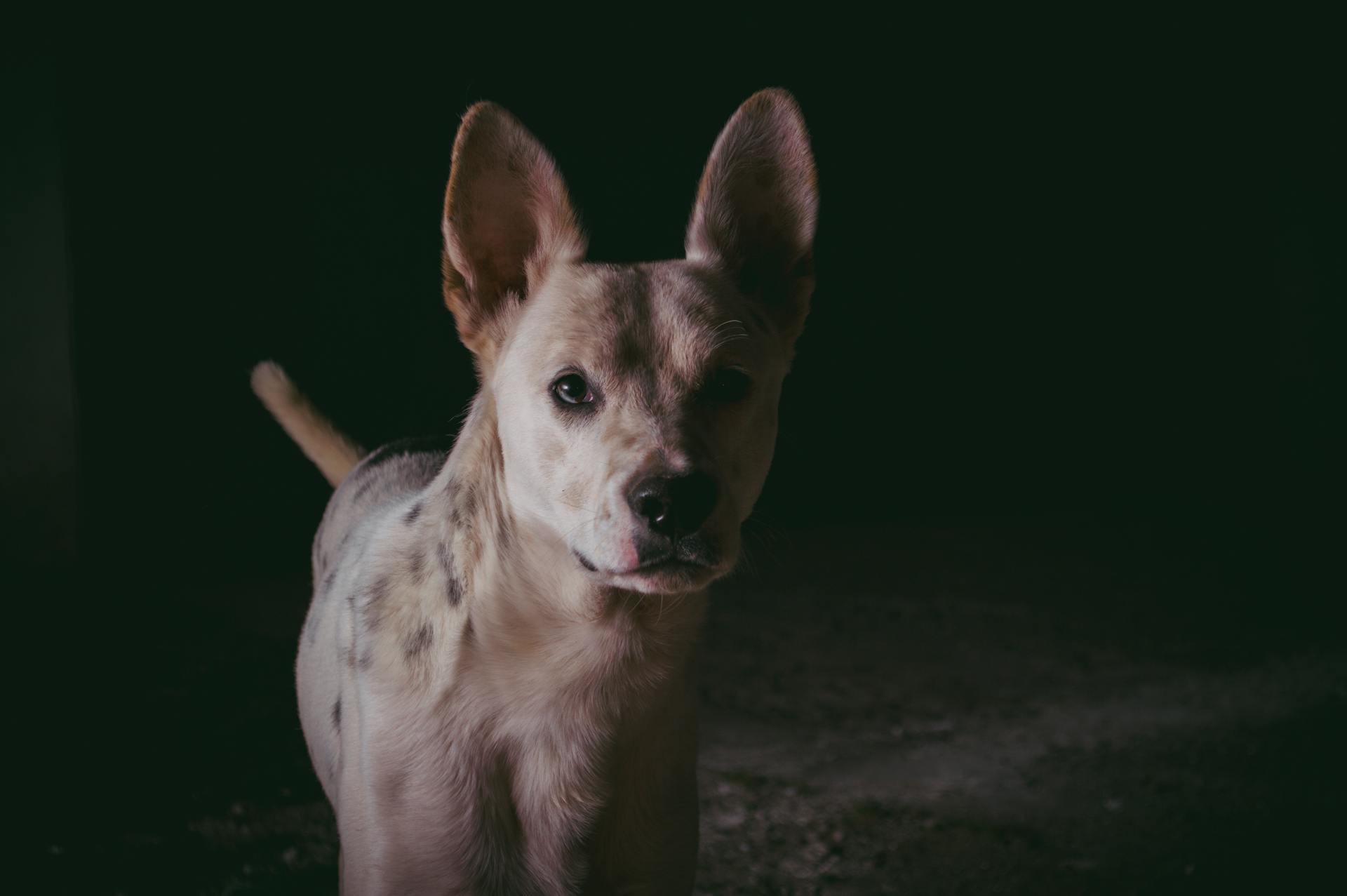 A striking portrait of a one-eyed dog in dramatic low light, showcasing its unique beauty.