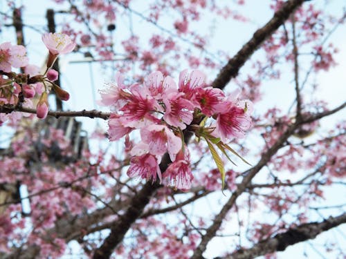 Foto stok gratis bunga, bunga sakura, bunga-bunga