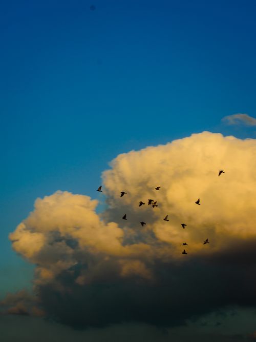 Free Silhouetted birds soar across a vibrant sunset sky with fluffy clouds, symbolizing freedom and tranquility. Stock Photo