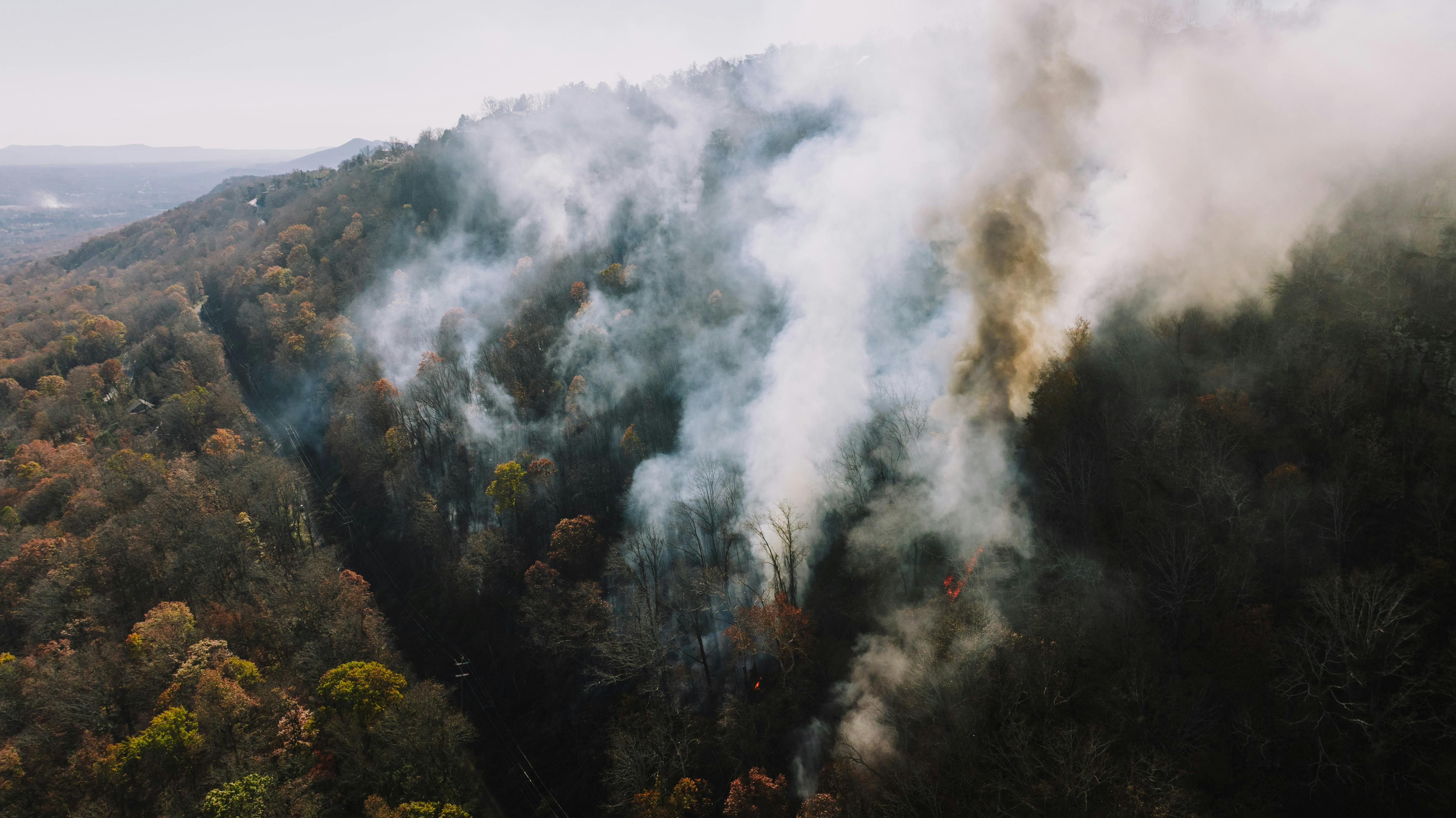 Conservationists fear fires could erase years of orangutan habitat recovery — Photo by K on Pexels