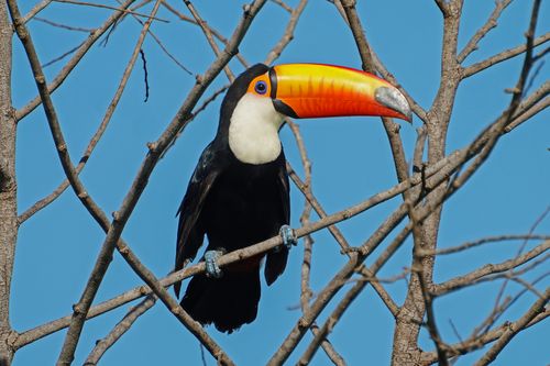 Free Close-up of a Toco Toucan with its iconic colorful beak perched on leafless branches against a clear blue sky. Stock Photo