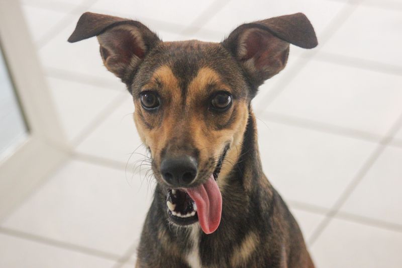 Frankie - photo 1