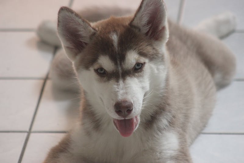 Siberian Husky - Medium Working dog
