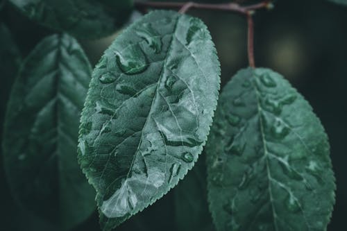 無料 クローズアップ写真の緑の葉の水滴 写真素材
