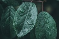 雨后绿叶上的露珠，捕捉了大自然的精髓