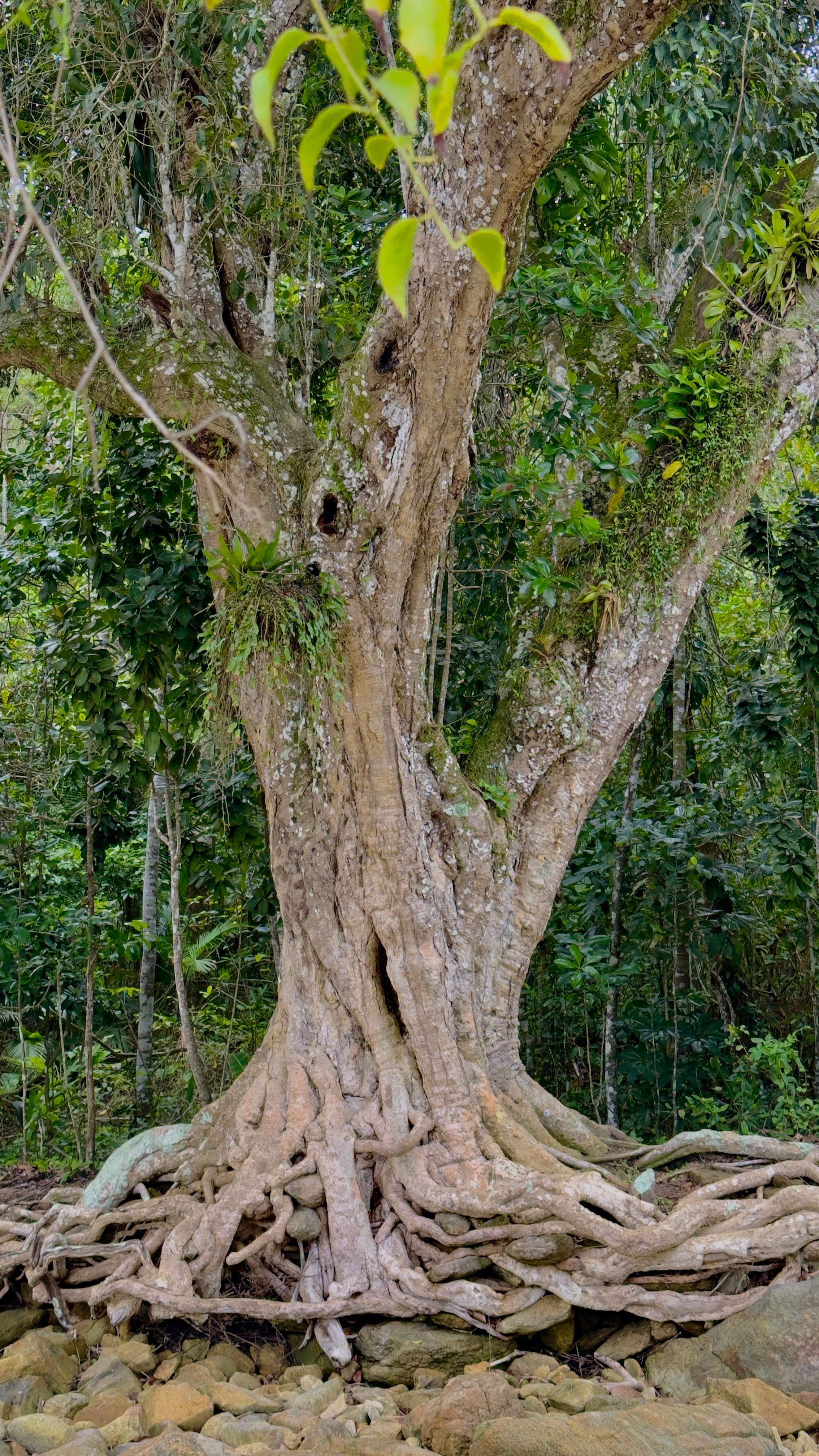 Ancient tree with twisted roots in dense forest · Free Stock Photo