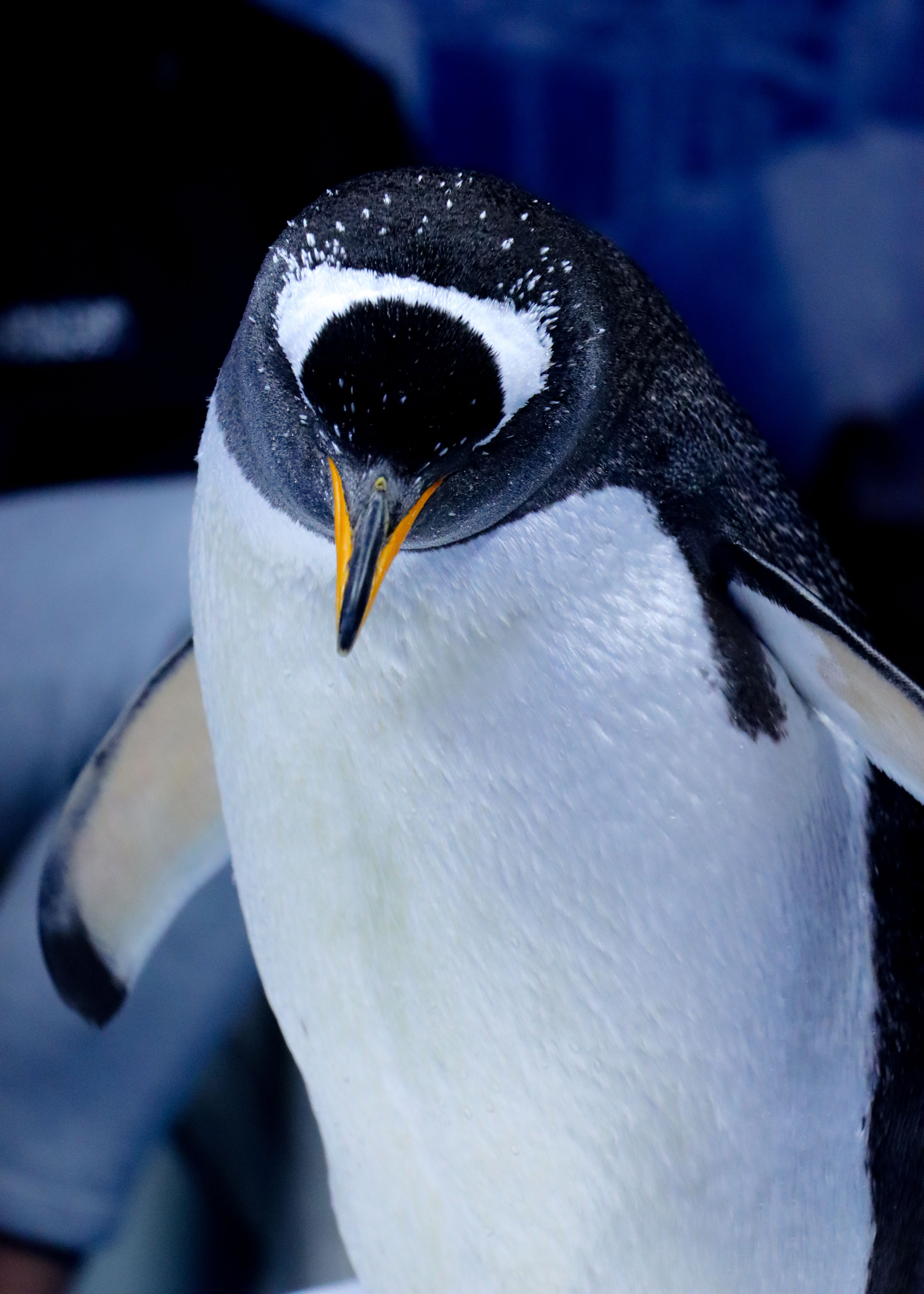 A close-up of a Gentoo Penguin displaying its distinct markings in a natural setting.