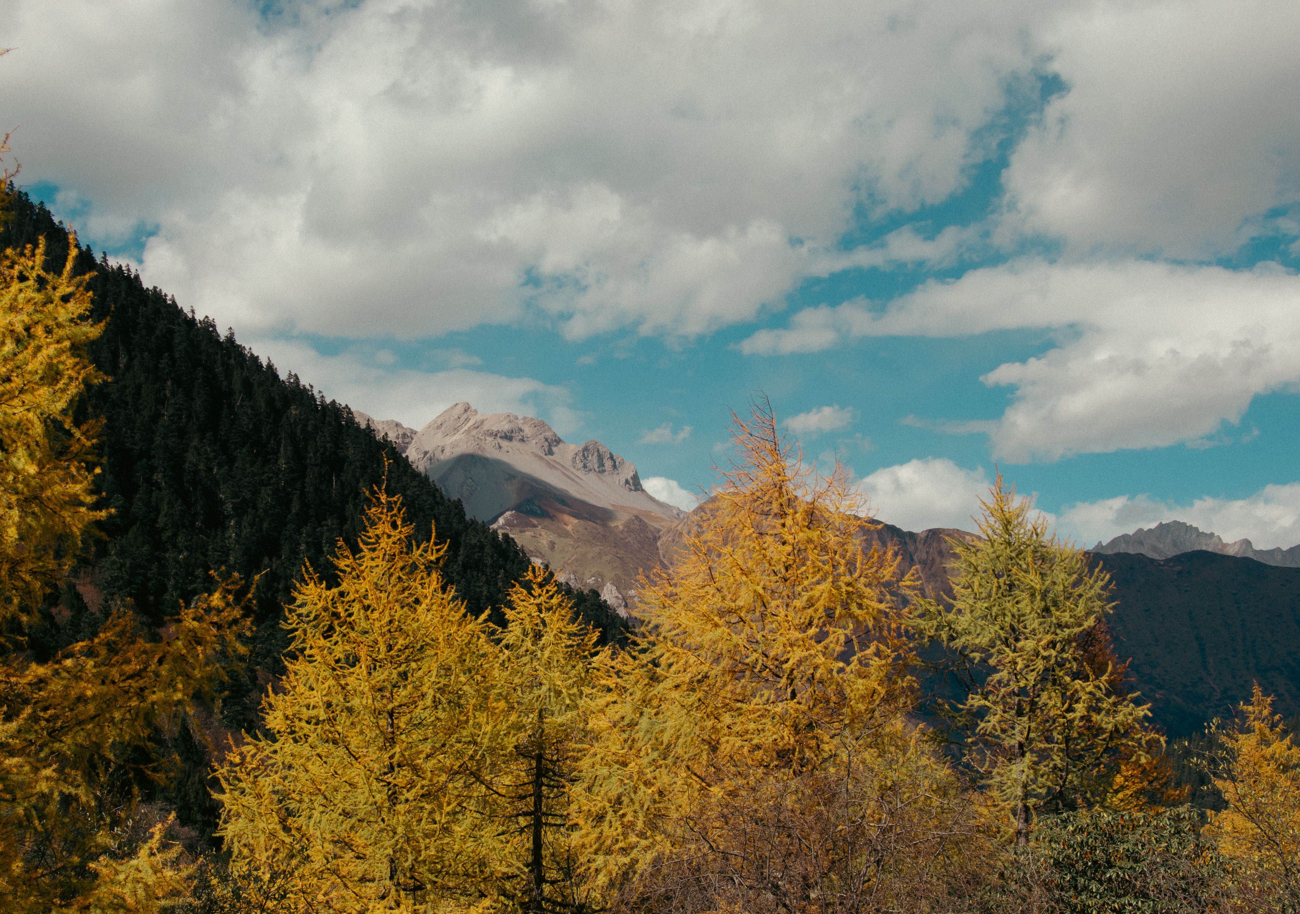 Serene Autumn Forest Landscape with Tall Pine Trees · Free Stock Photo