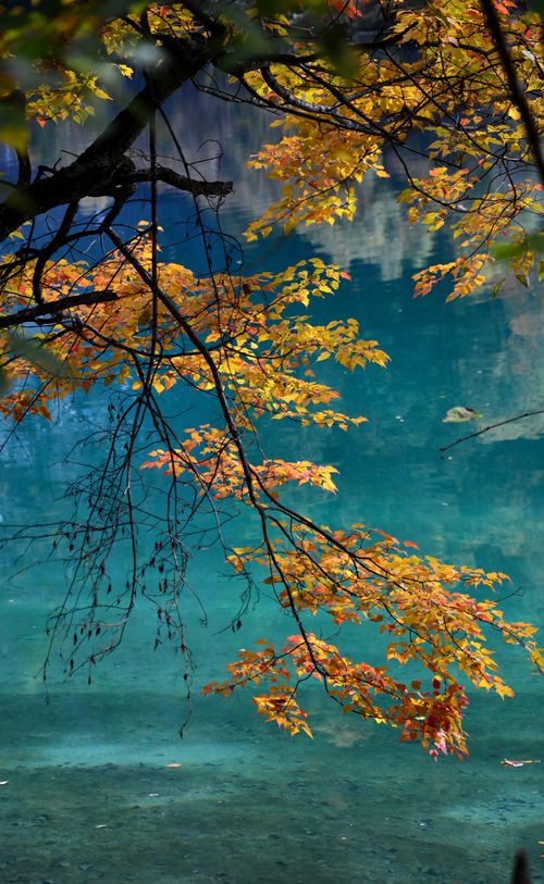 Free Vibrant autumn leaves cascading over a tranquil blue lake create a serene and picturesque scene. Stock Photo