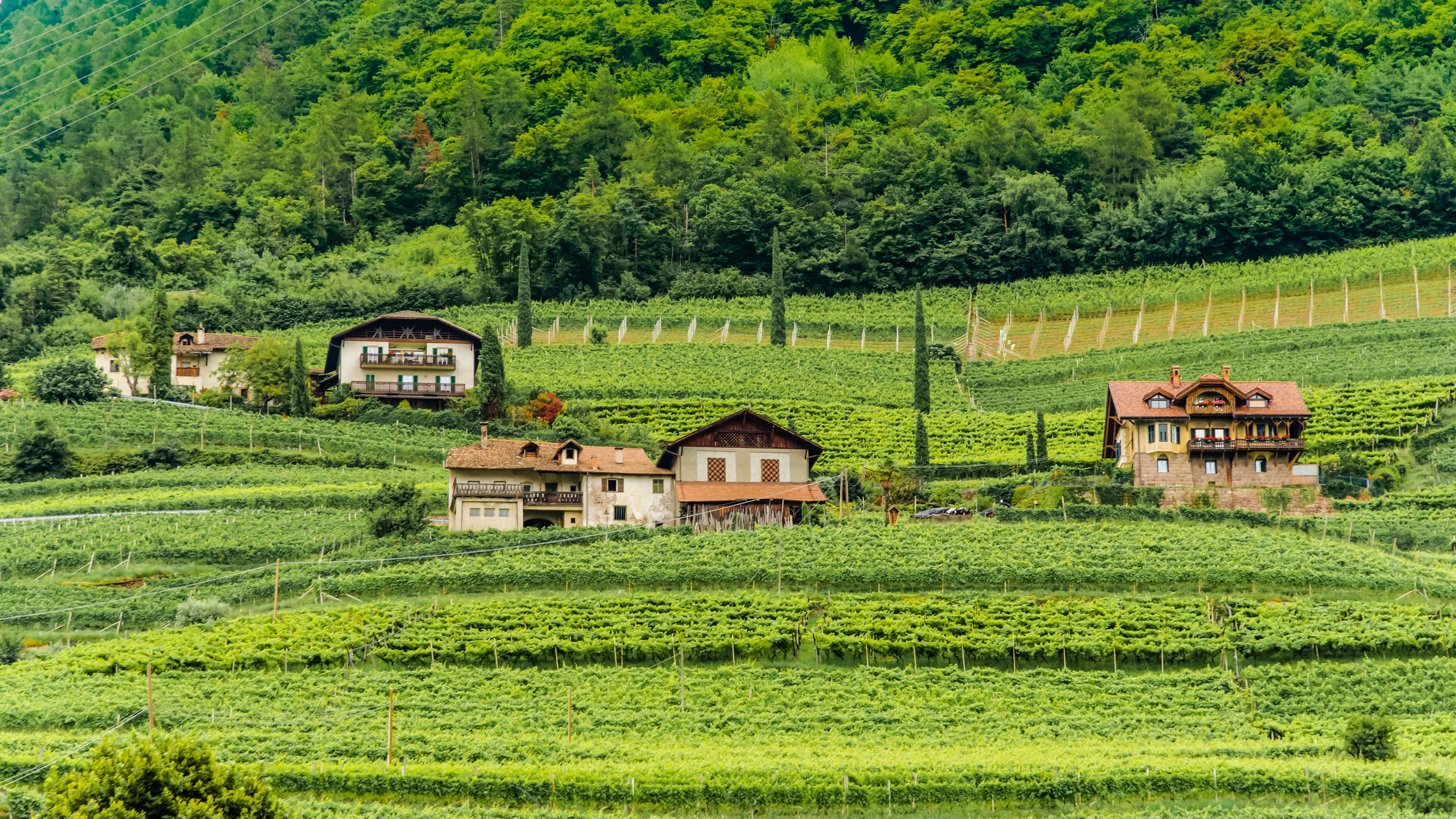 Beautiful vineyards and rustic villas set in the lush landscape of Trentino-South Tyrol, Italy.