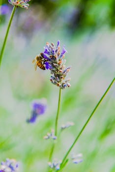 A close-up of a honeybee on lavender in an Italian garden during spring.