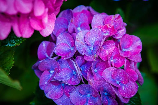 Image by Duc Tinh Ngo