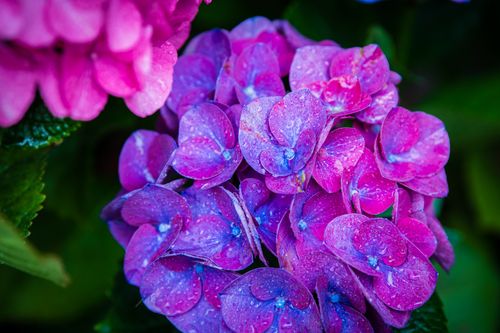 Free Close-up of vibrant pink and purple hydrangea flowers with water droplets in an Italian garden. Stock Photo