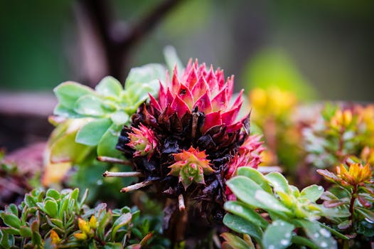 Close-up photo of a vibrant red succulent surrounded by lush greenery, showcasing nature's vivid colors.