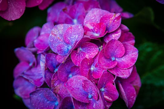 Close-up of vivid purple hydrangea flowers with dew drops in an Italian garden.