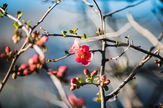 Beautiful red flower blooming on branch during spring in Italy.