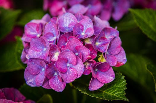 Close-up of vibrant purple hydrangea flowers with dew drops, Italy.