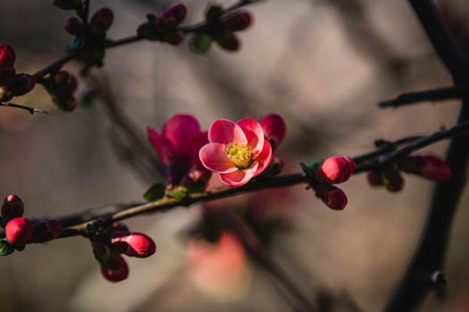 Vibrant pink flowers blooming on a branch, signaling springtime in Italy.