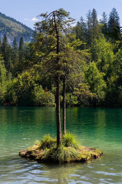 Free A solitary tree on a tiny island in a vibrant emerald lake surrounded by lush forest. Stock Photo