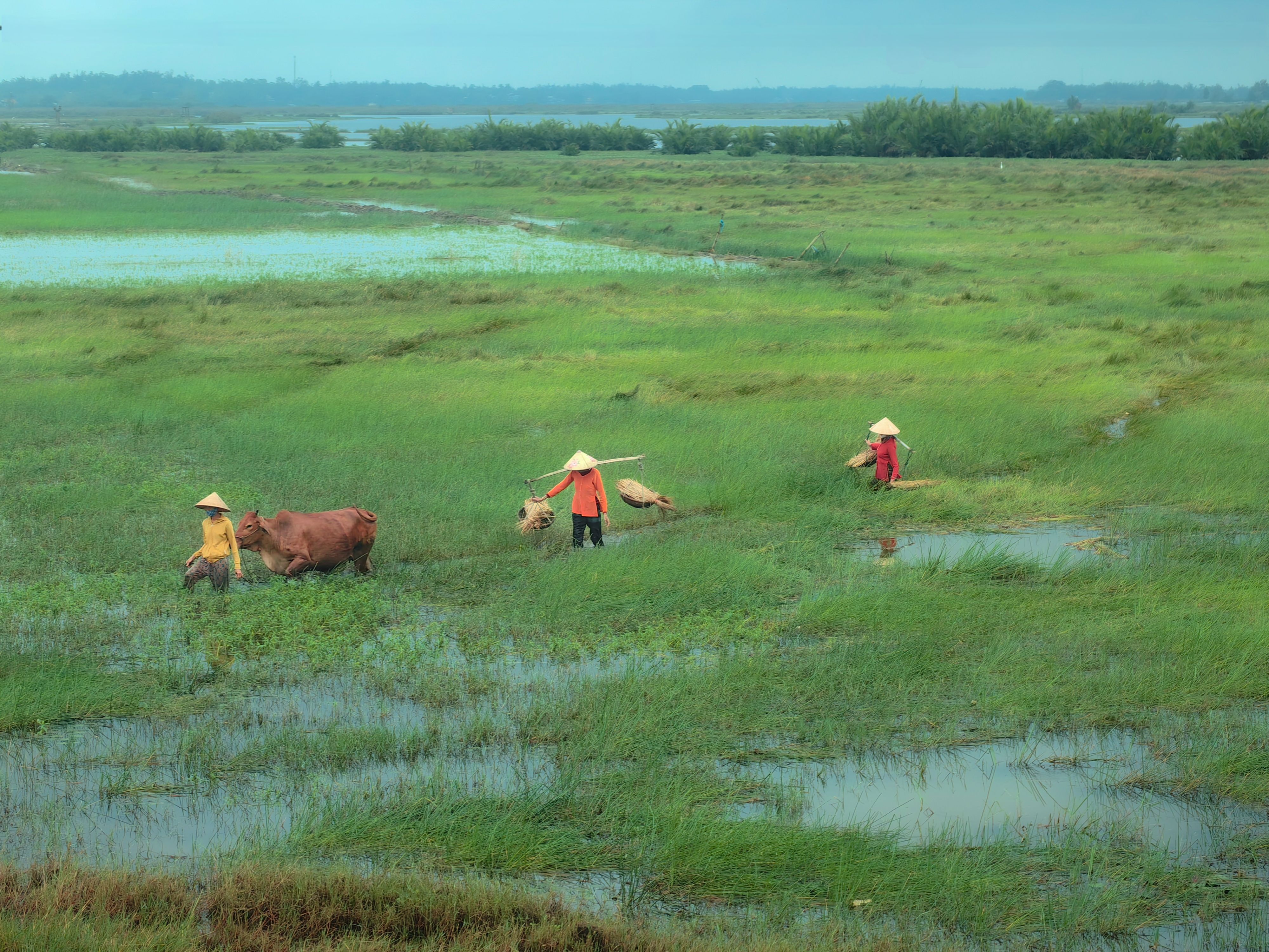 Serene Rural Scene in Hội An, Vietnam · Free Stock Photo
