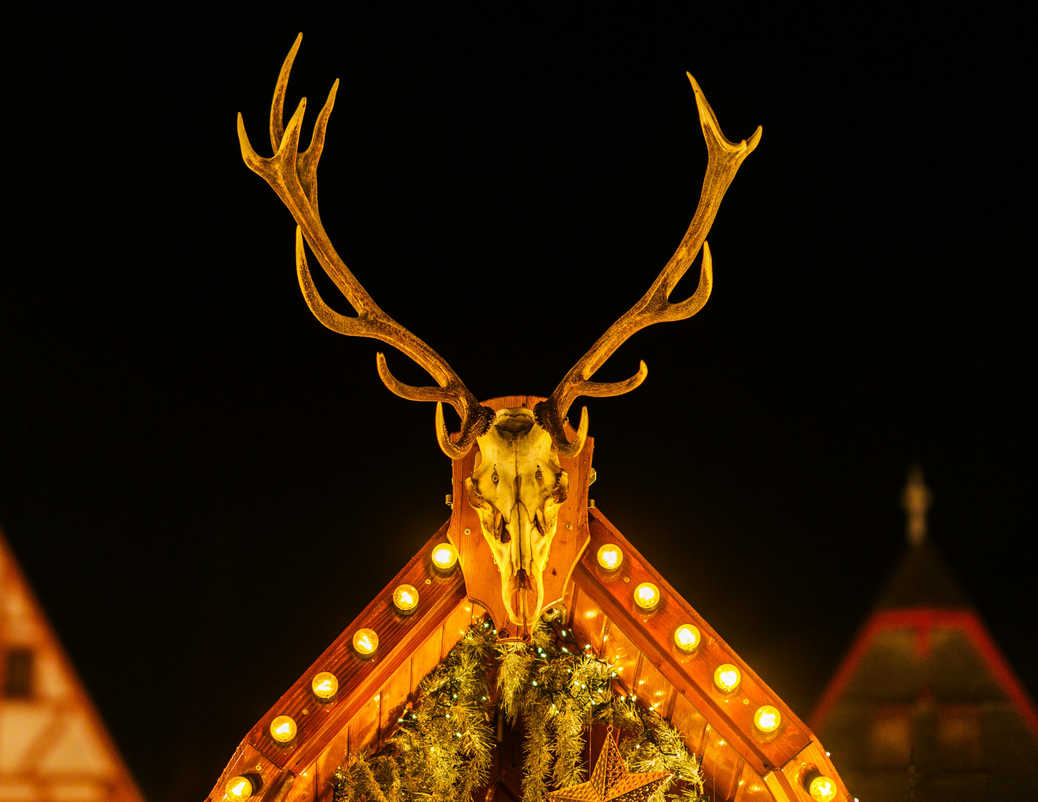 grátis Uma exibição festiva de chifres de rena com luzes brilhantes no telhado de um prédio à noite. Foto profissional