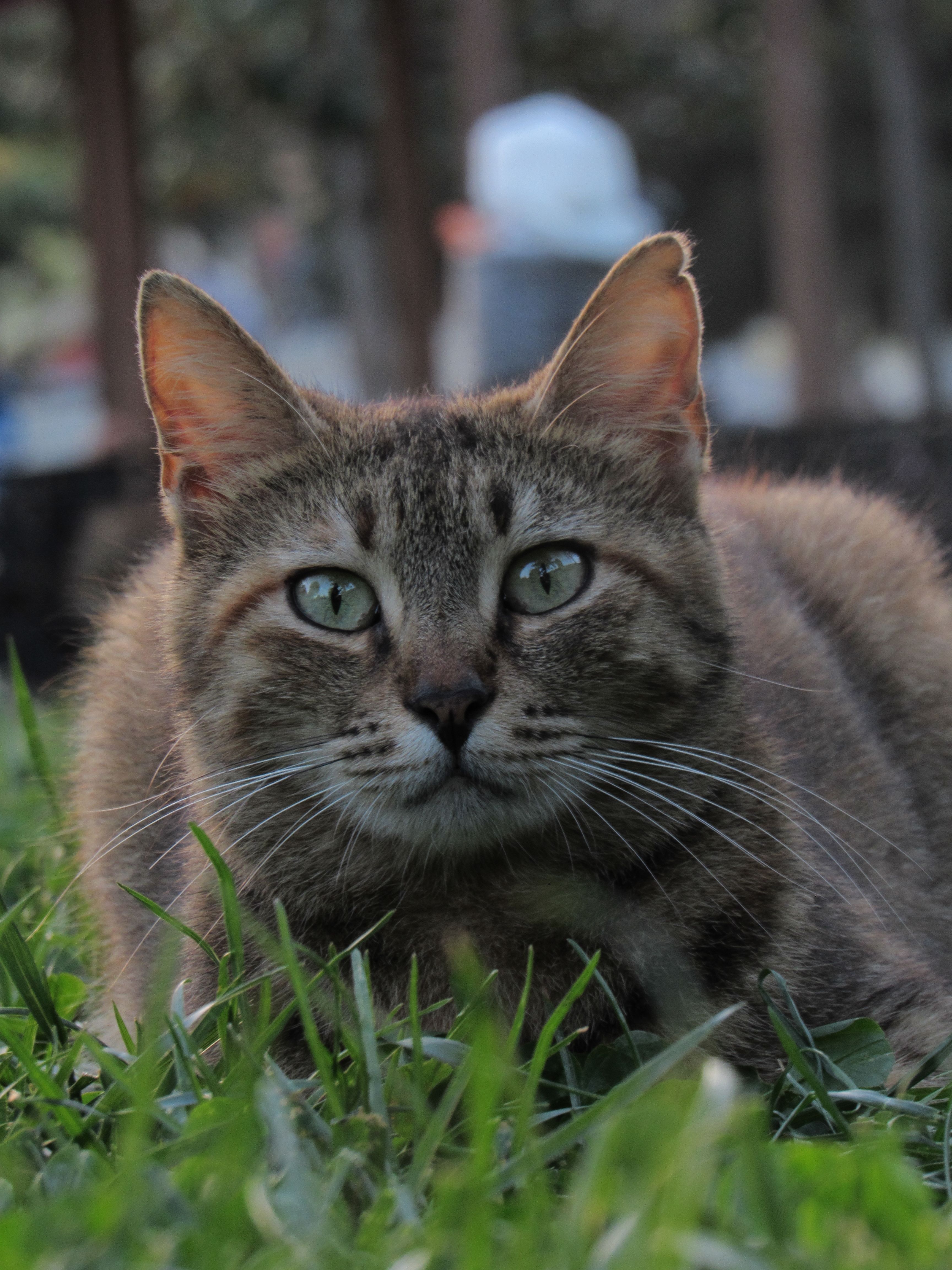 Adorable close-up of a tabby cat with green eyes lying on grass in a natural setting.