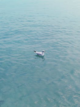 一只海鸥在平静的碧绿水面上悠然滑行，营造出一片宁静的景象