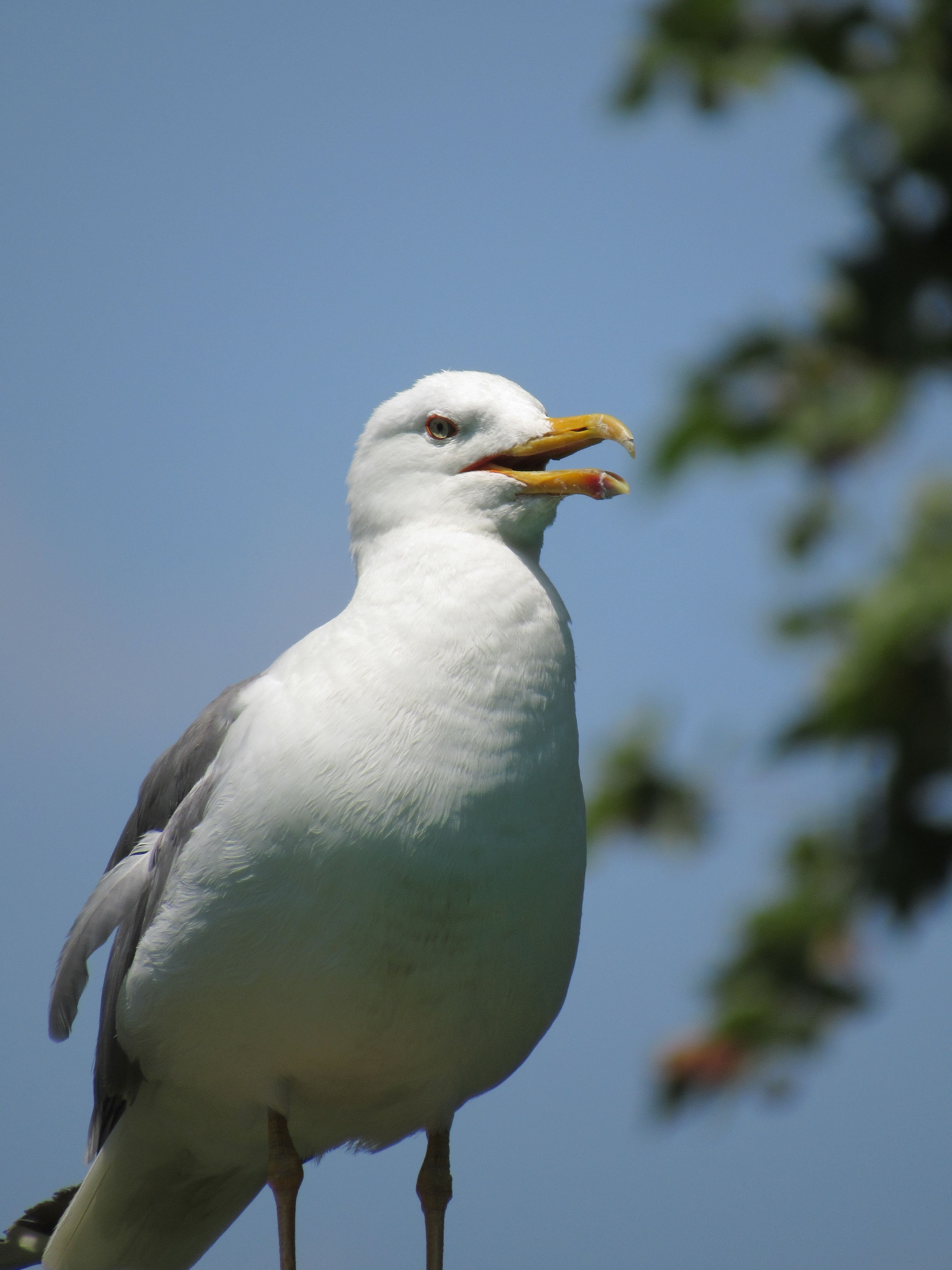 Close-up of a seagull in a sunny park setting with a clear blue sky.