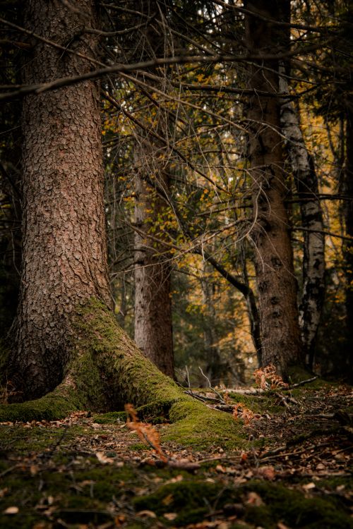 Free Moss-covered trees in a serene forest setting in Čajniče during autumn. Stock Photo
