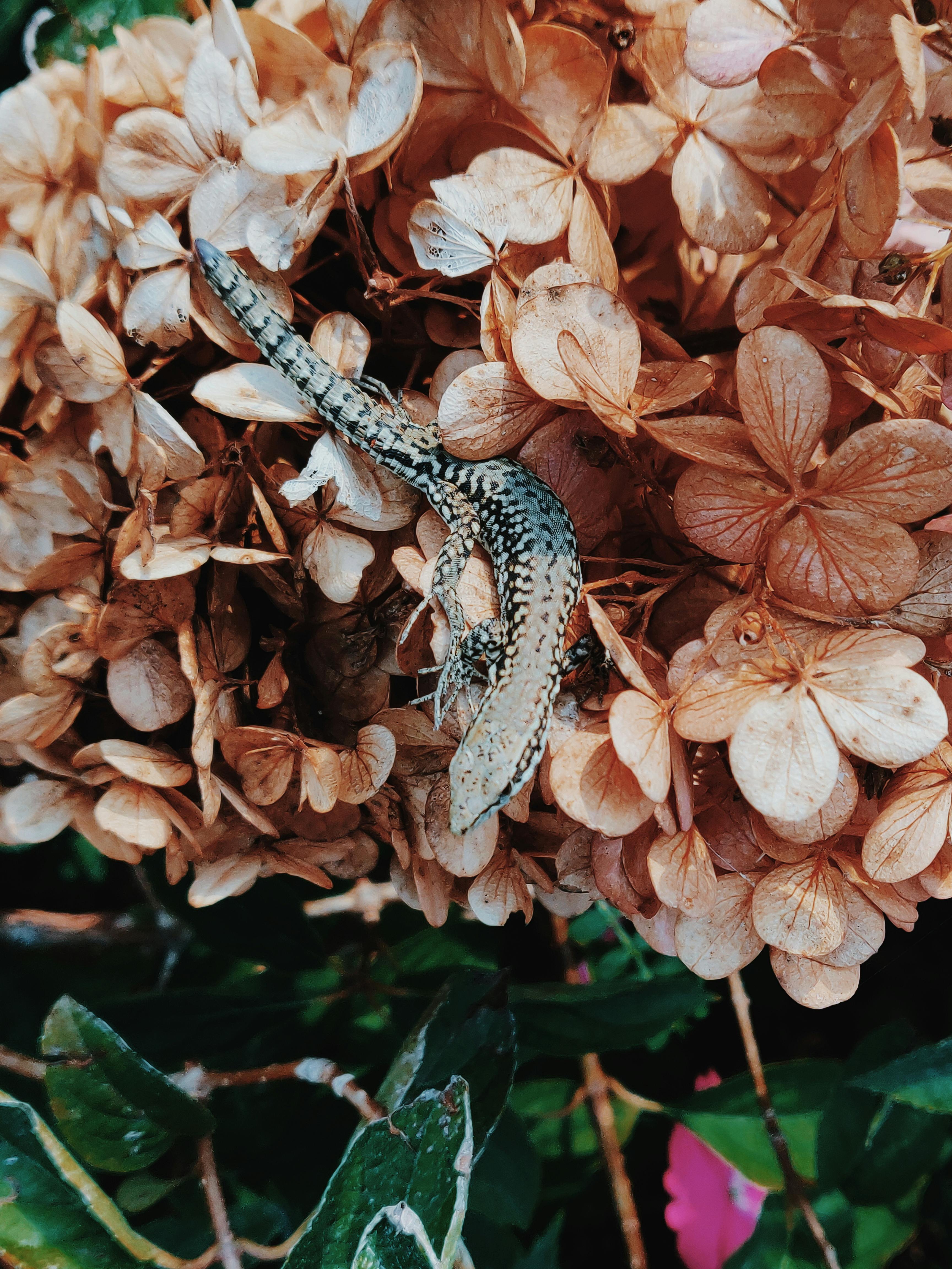 Close-up of a lizard camouflaged among dried hydrangea flowers in a garden setting.