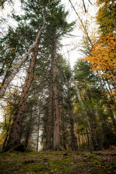 Explore the serene beauty of a lush autumn forest in Čajniče, Bosnia and Herzegovina.