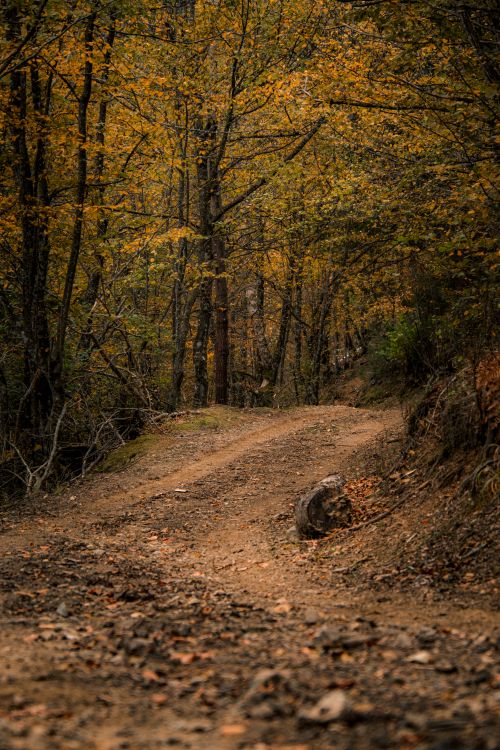 Free Explore a serene autumn forest path in Čajniče, Bosnia and Herzegovina. Stock Photo