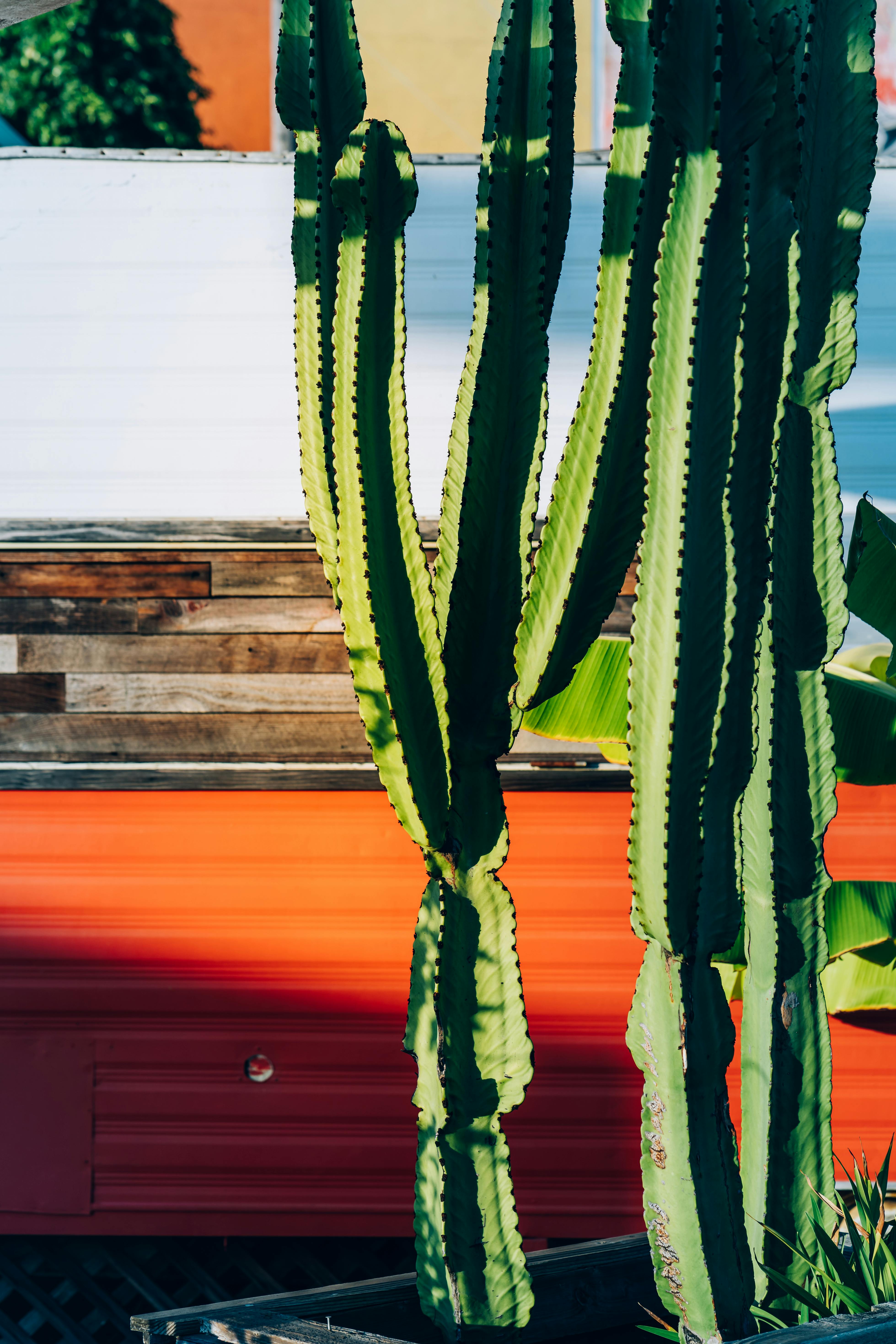 Three Green Assorted Plants In White Ceramic Pots · Free Stock Photo