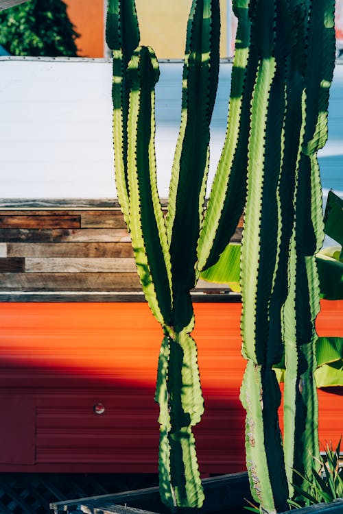 Free Green Cactus Plants Stock Photo