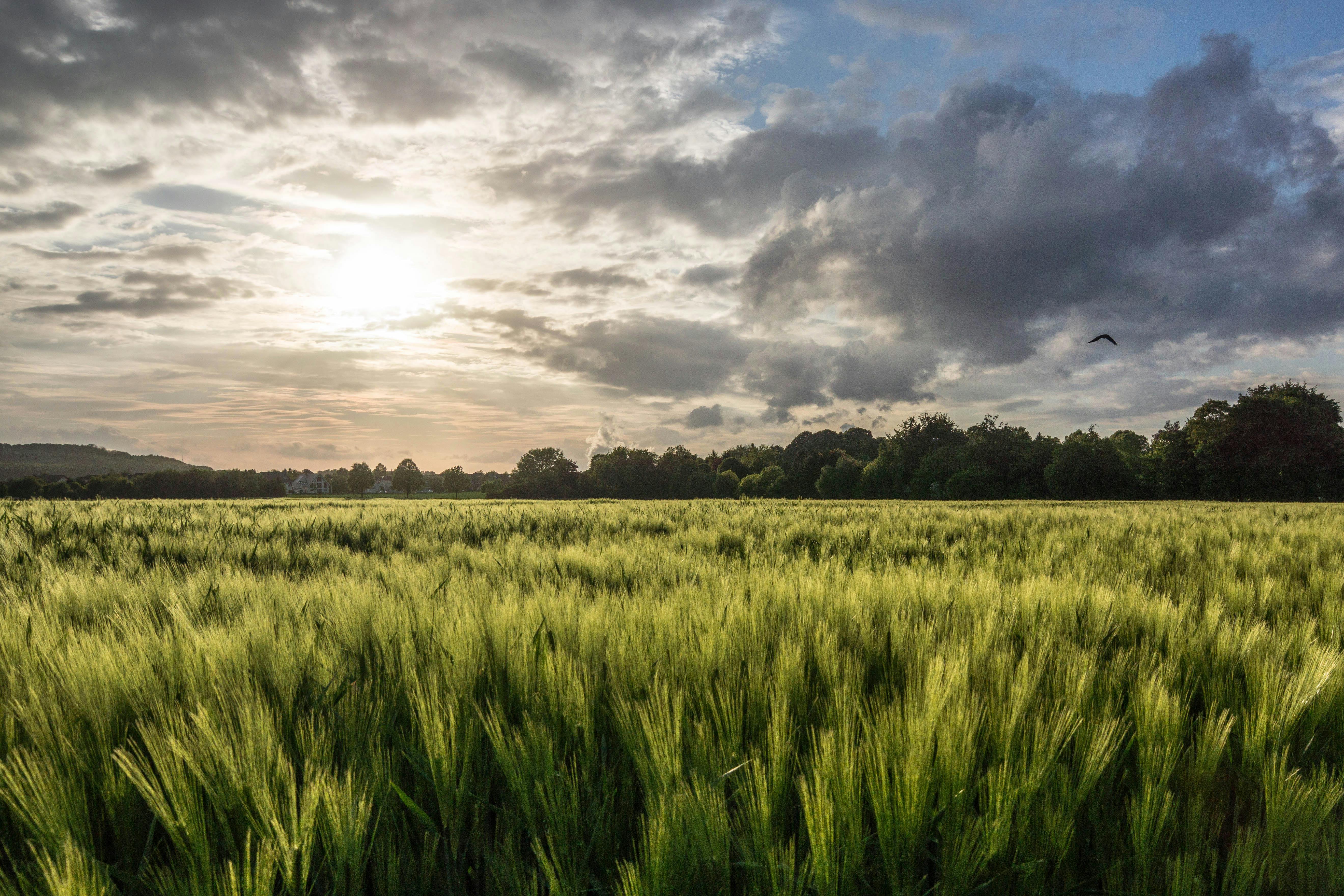 sunset over lush green wheat field