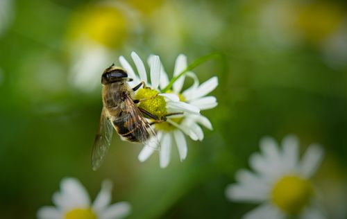Free Macro shot of a honeybee collecting nectar from a white daisy in a natural setting. Stock Photo
