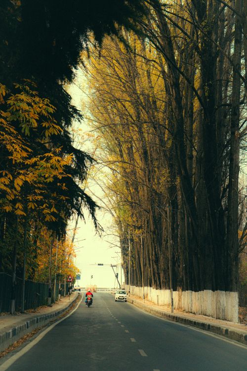 Free A peaceful road lined with tall autumn trees, perfect for a serene drive. Stock Photo