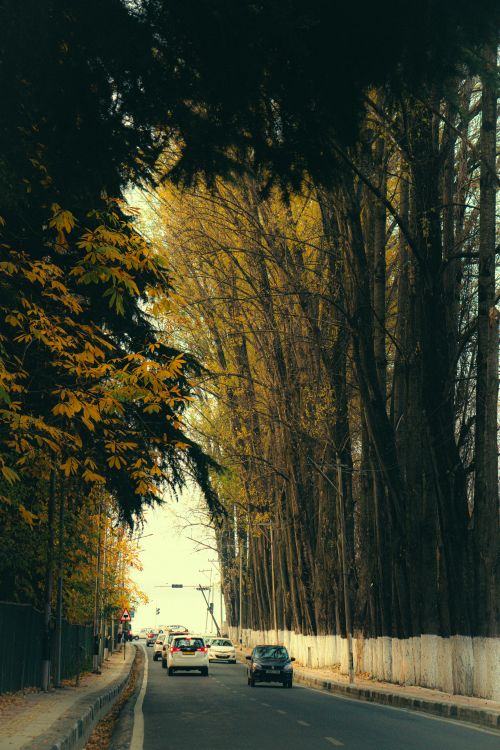 Free Peaceful suburban road lined with tall autumn trees, capturing the essence of fall. Stock Photo
