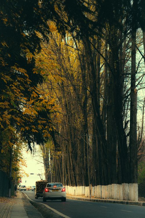 Free Serene autumn roadside scene with tall trees and a passing car, perfect for nature enthusiasts. Stock Photo