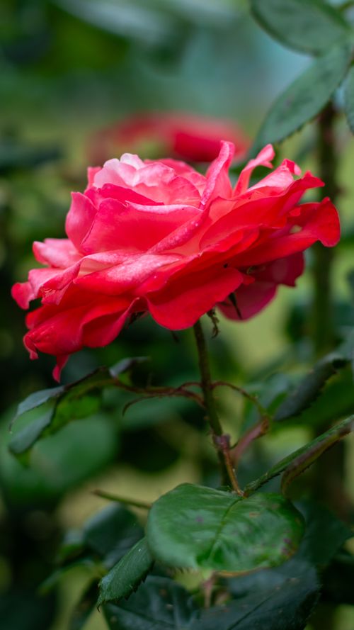 Free Close-up of a vibrant red rose in full bloom surrounded by lush green leaves. Stock Photo