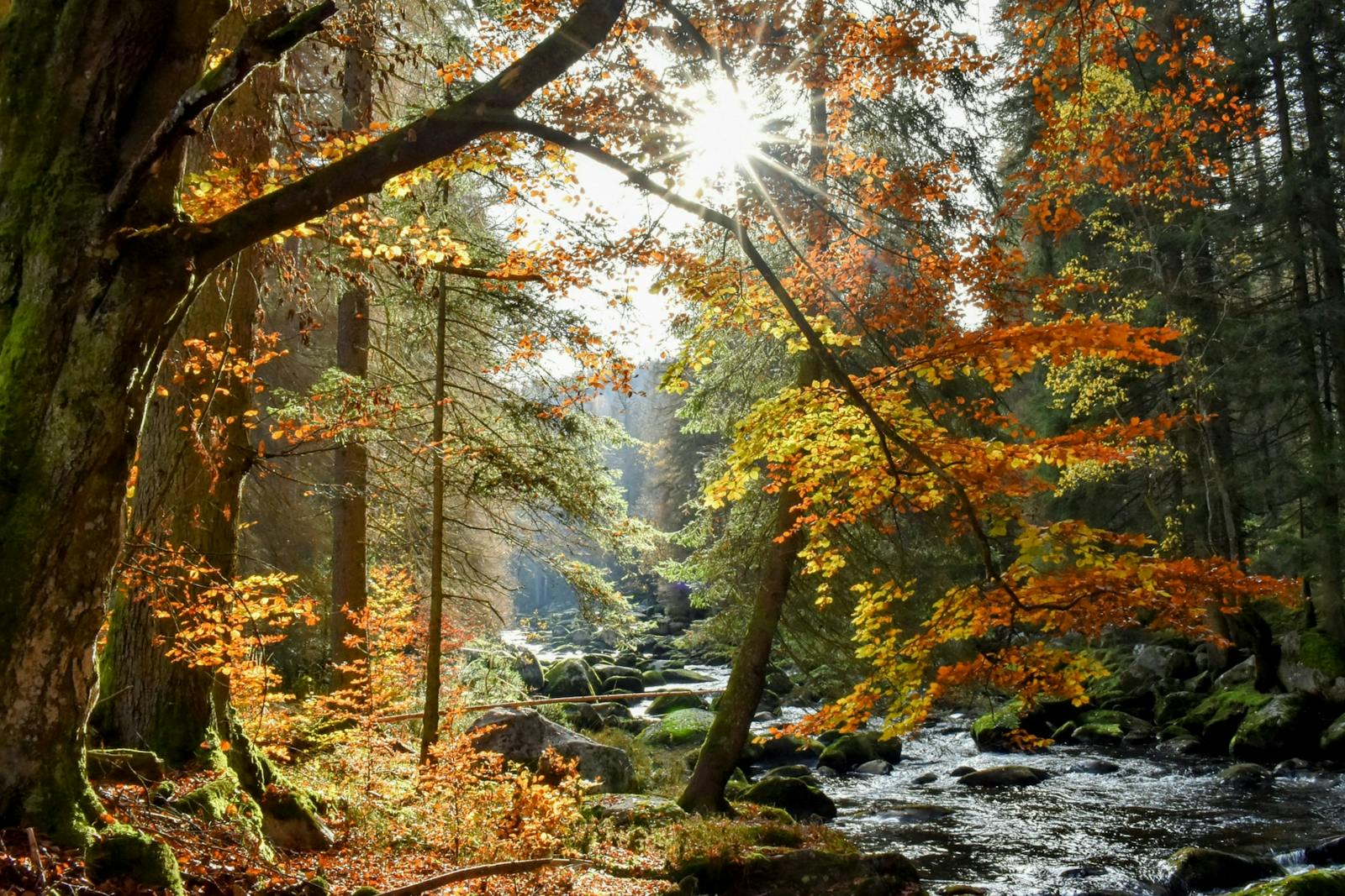 Šumava – nouzová nocoviště (ilustrační foto, Pexels)