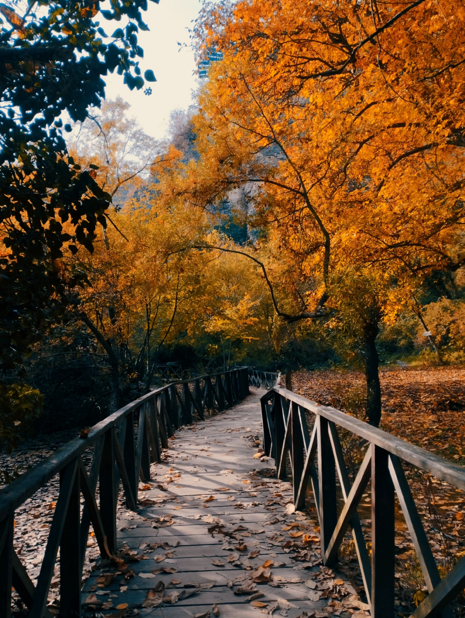 Pathway Between Trees and Plants · Free Stock Photo