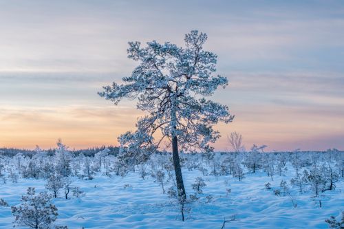 Free Tranquil winter scene of a snowy landscape with a solitary pine tree at sunrise. Stock Photo